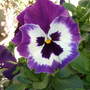 Viola x wittrockiana