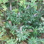 Vitex agnus-castus
