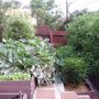 My back yard
