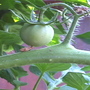 baby tomato (Lycopersicon esculentum (Tomato))