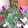Chimney_lower_2