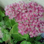 another sedom plant