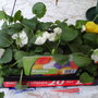 Tropical twist pansy's
