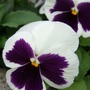 Winter_pansy_2