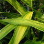 DSCF1091.jpg
