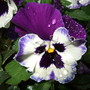Viola x wittrockiana