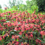 RHS Harlow Carr 2