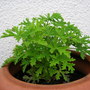 LEMON TREE PLANT