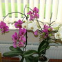 Abdul_s_pictures_072.jpg