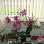 Abdul_s_pictures_073.jpg