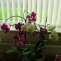 Abdul_s_pictures_075.jpg