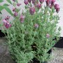 Pink Lavender. (Lavandula stoechas (French lavender))