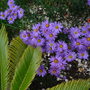 Aster