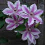 Clematis_carnaby