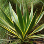 Yucca