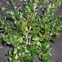 Coprosma shrub.