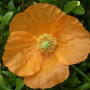 Papaver (Papaver)