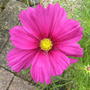 Cosmos_cosmea