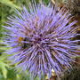 Artichoke_flower