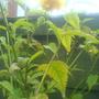 Kerria japonica (Japanese rose)
