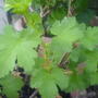 Ribes uva-crispa