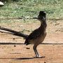Road Runner