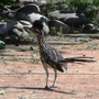 Roadrunner 4