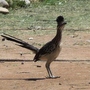 RoadRunner 6