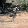 Road Runner 3
