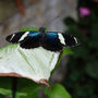 DSC_2617small.jpg
