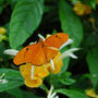 DSC_2649small.jpg