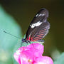 DSC_2698small.jpg