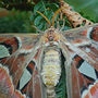 DSC_2705small.jpg