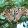 DSC_2706small.jpg