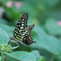 DSC_2713small.jpg