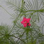 Tiny Pink flowers(cypress vine) (Ipomoea Pennata)