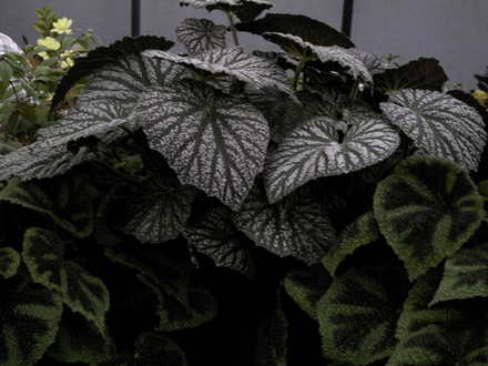 Foilage Begonia  (Begonia)