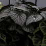 2007_roden001
