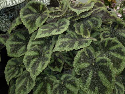 Foilage Begonia (Begonia)
