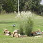 Zebra and Graziella ornamental grasses
