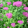 Sedum "Neon" (Sedum spectabile "Neon")