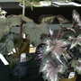 2007_roden003