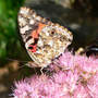 Painted Lady Butterfly (Sedum spectable "Brilliant')