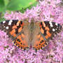 Painted Lady Butterfly Topwing (Sedum spectable "Brilliant')