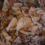 Frosted leaves - perfect for composting