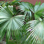 Palm