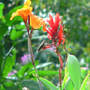 Just Resting? or Guarding ! (Canna indica (Indian shot plant) "Wyoming")