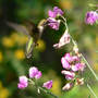 Hummingbird At Sweetpea (Lathyrus latifolius (Everlasting pea))