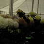 2007_roden004