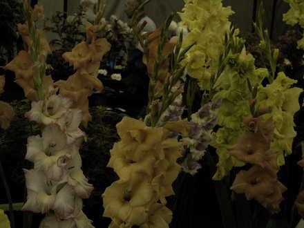 Roden Show 2007
